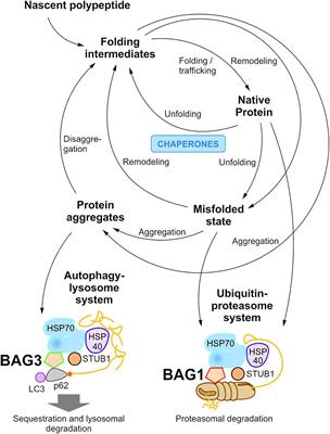 The Role of the Multifunctional BAG3 Protein in Cellular Protein Quality Control and in Disease